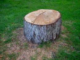 Best Leaf Removal  in Perry, KS