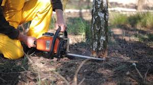 Best Fruit Tree Pruning  in Perry, KS