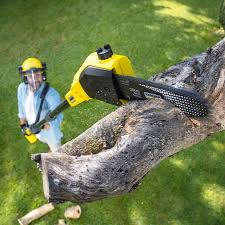 Best Tree Cabling and Bracing  in Perry, KS