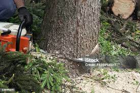 Best Commercial Tree Services  in Perry, KS