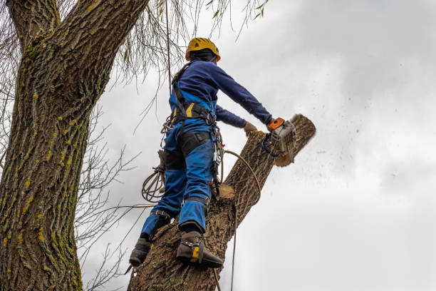 Best Firewood Processing and Delivery  in Perry, KS